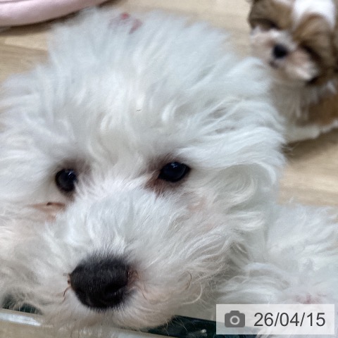 宮城県のトイプードル(トイ) (ペットプラス 仙台泉大沢店/2025年12月21日生まれ/女の子/ホワイト)の子犬の3枚目の画像