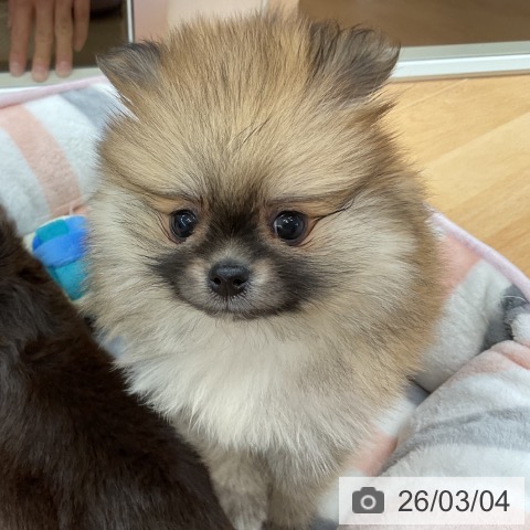 埼玉県のポメラニアン (ペットプラス 浦和美園店/2025年12月26日生まれ/女の子/オレンジ)の子犬の3枚目の画像