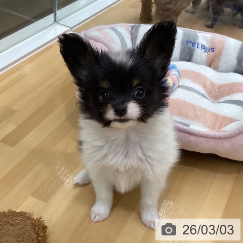 長野県のパピヨン (ペットプラス 松本店/2025年12月27日生まれ/男の子/トライカラー)の子犬の3枚目の画像