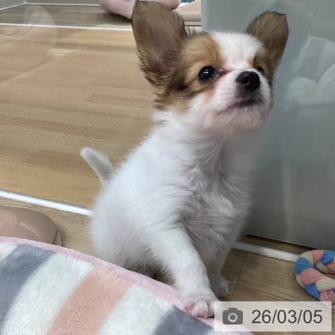 パピヨンの写真