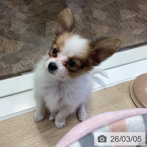 パピヨンの写真