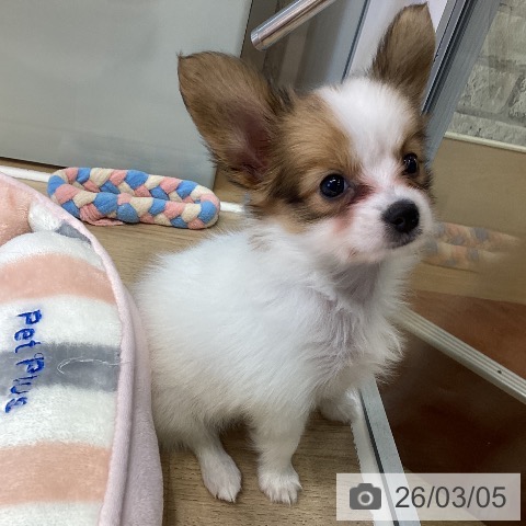 パピヨンの写真