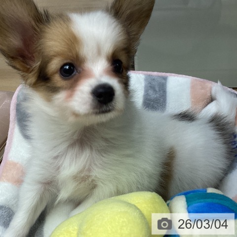 パピヨンの写真