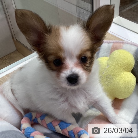 パピヨンの写真