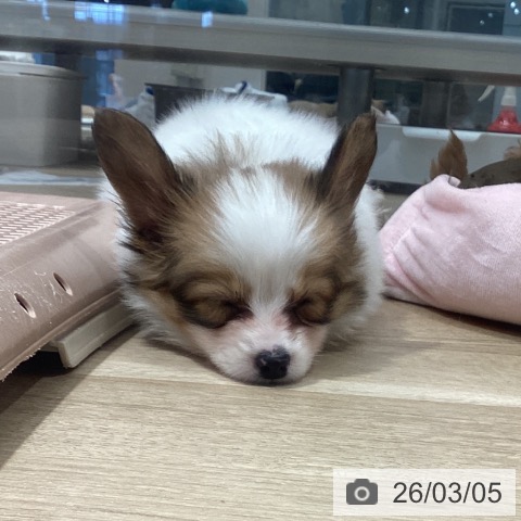 パピヨンの写真