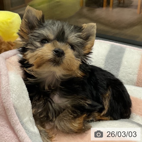 ヨークシャー・テリアの写真