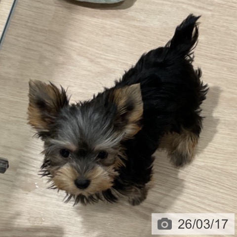 埼玉県のヨークシャーテリア (ペットプラス コクーンシティ店/2025年12月29日生まれ/女の子/スチールブルータン)の子犬の4枚目の画像