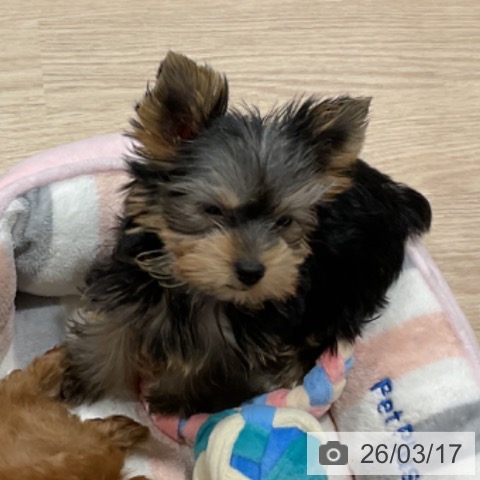 埼玉県のヨークシャーテリア (ペットプラス コクーンシティ店/2025年12月29日生まれ/女の子/スチールブルータン)の子犬の3枚目の画像
