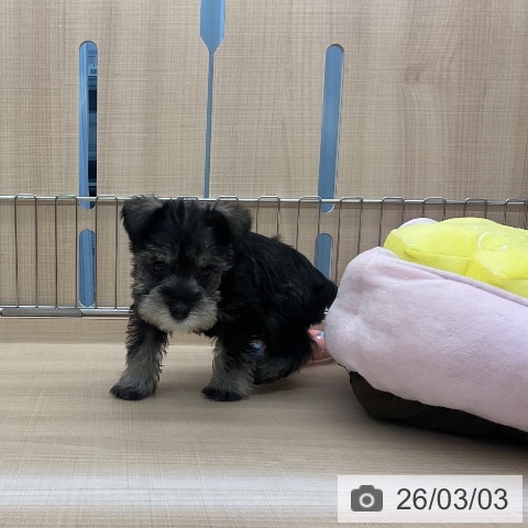 ミニチュア・シュナウザーの写真