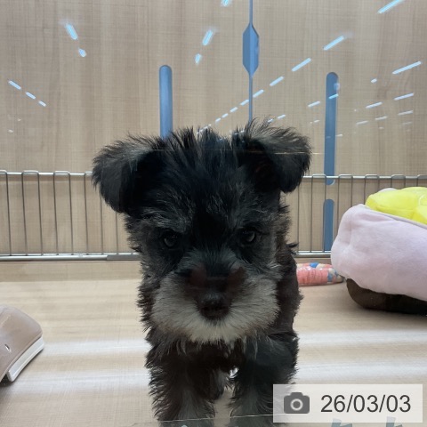 ミニチュア・シュナウザーの写真