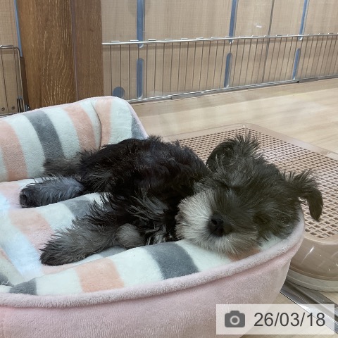 埼玉県のミニチュアシュナウザー (ペッツワン 浦和美園店/2025年12月30日生まれ/男の子/ソルトペッパー)の子犬の3枚目の画像