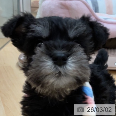 ミニチュア・シュナウザーの写真