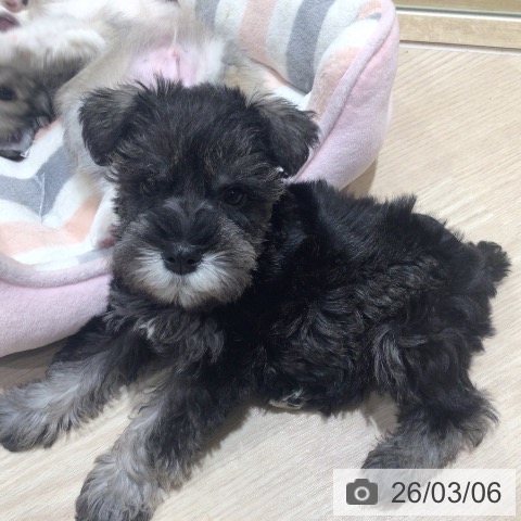 ミニチュア・シュナウザーの写真