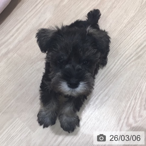 ミニチュア・シュナウザーの写真