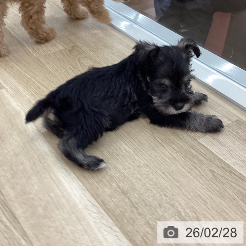 ミニチュア・シュナウザーの写真