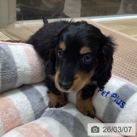 宮城県のミニチュアダックスフンド(ロング) (ペットプラス 名取店/2025年12月29日生まれ/男の子/ブラックタン)の子犬の4枚目の画像