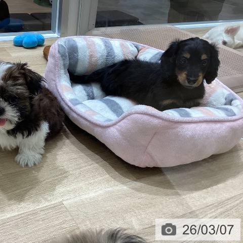 山形県のミニチュアダックスフンド(ロング) (ペットプラス 天童店/2025年12月29日生まれ/男の子/ブラックタン)の子犬の4枚目の画像