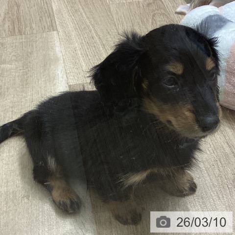 宮城県のミニチュアダックスフンド(ロング) (ペットプラス 名取店/2025年12月29日生まれ/男の子/ブラックタン)の子犬の3枚目の画像