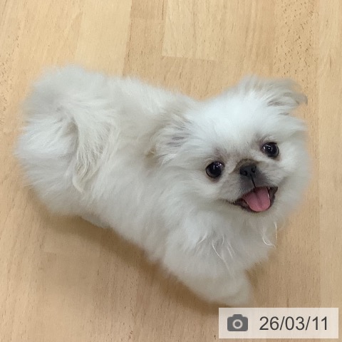 長野県のペキニーズ (ペットプラス 松本店/2025年12月30日生まれ/女の子/ホワイト)の子犬の4枚目の画像
