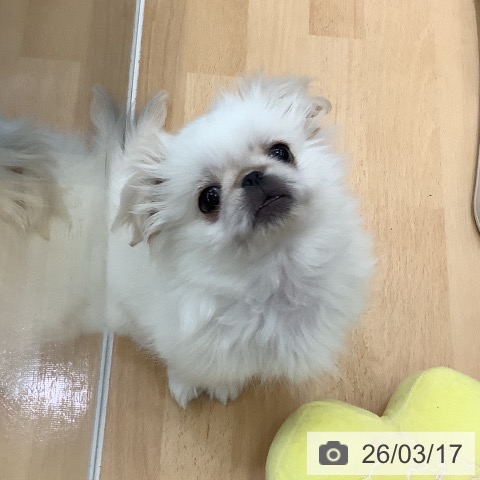 ペキニーズの写真