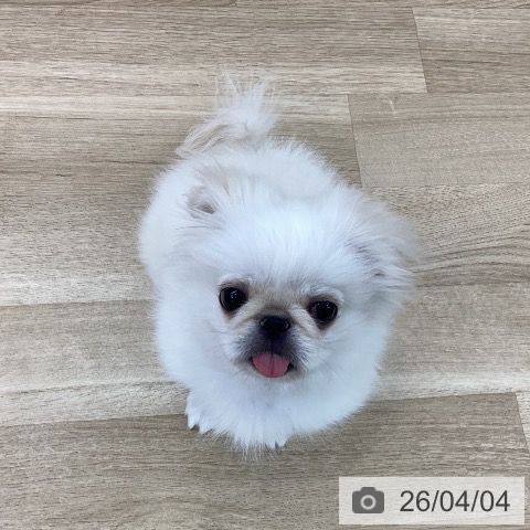 山梨県のペキニーズ (ペットプラス 甲府国母店/2025年12月30日生まれ/女の子/ホワイト)の子犬の4枚目の画像