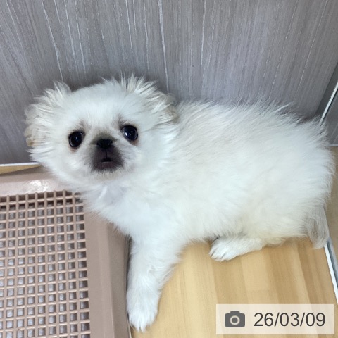 長野県のペキニーズ (ペットプラス 松本店/2025年12月30日生まれ/女の子/ホワイト)の子犬の3枚目の画像