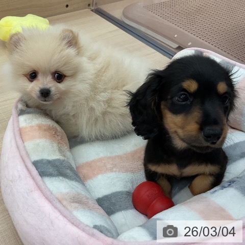 東京都のミニチュアダックスフンド(ロング) (ペッツワン 南砂町SUNAMO店/2025年12月29日生まれ/女の子/ブラックタン)の子犬の3枚目の画像