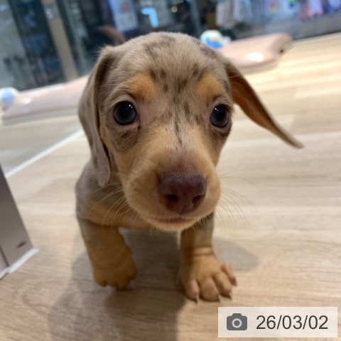 ミニチュア・ダックスフンドの写真