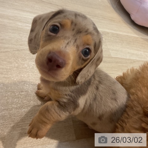 ミニチュア・ダックスフンドの写真