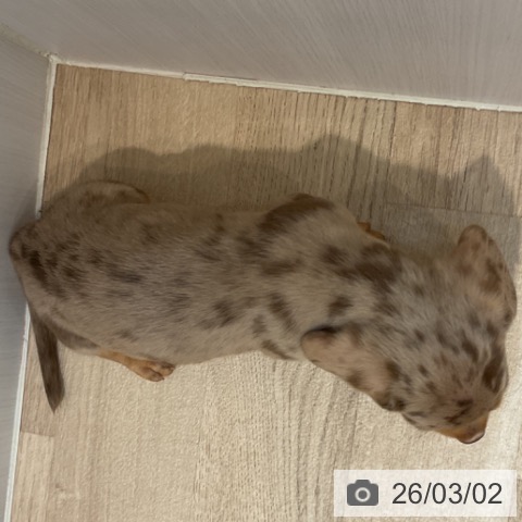 ミニチュア・ダックスフンドの写真