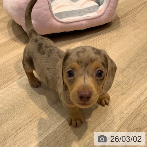 ミニチュア・ダックスフンドの写真