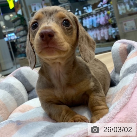 ミニチュア・ダックスフンドの写真