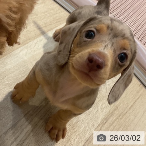 ミニチュア・ダックスフンドの写真