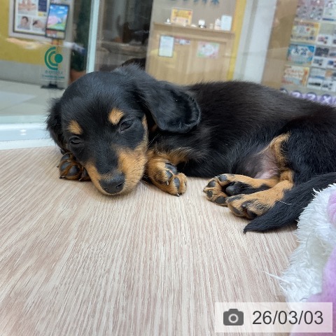 埼玉県のミニチュアダックスフンド(ロング) (ペットプラス 上尾店/2025年12月28日生まれ/男の子/ブラックタン)の子犬の3枚目の画像