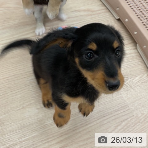 埼玉県のミニチュアダックスフンド(ロング) (ペットプラス 上尾店/2025年12月28日生まれ/男の子/ブラックタン)の子犬の3枚目の画像