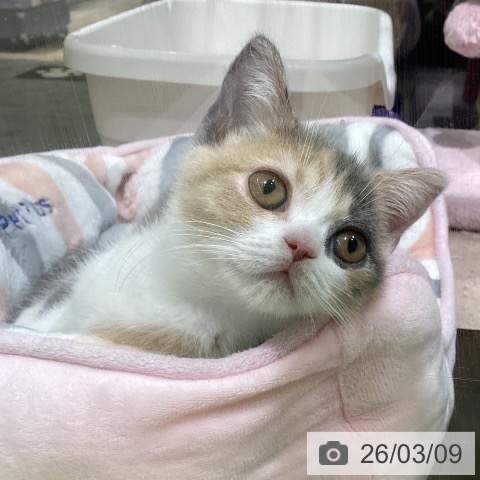 長野県のブリティッシュショートヘアー (ペットプラス 松本店/2025年12月15日生まれ/女の子/ダイリュートキャリコ)の子猫の4枚目の画像