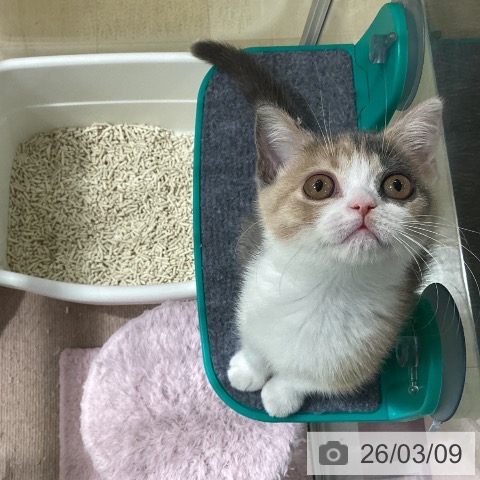 長野県のブリティッシュショートヘアー (ペットプラス 松本店/2025年12月15日生まれ/女の子/ダイリュートキャリコ)の子猫の3枚目の画像