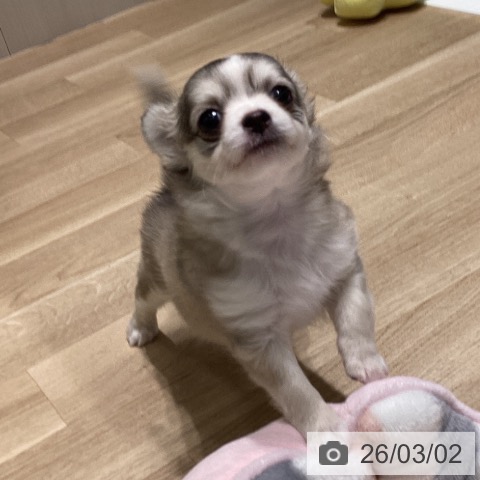 長野県のチワワ(ロング) (ペットプラス 須坂店/2025年12月28日生まれ/女の子/セーブルホワイト)の子犬の4枚目の画像