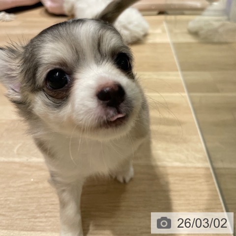 長野県のチワワ(ロング) (ペットプラス 須坂店/2025年12月28日生まれ/女の子/セーブルホワイト)の子犬の3枚目の画像