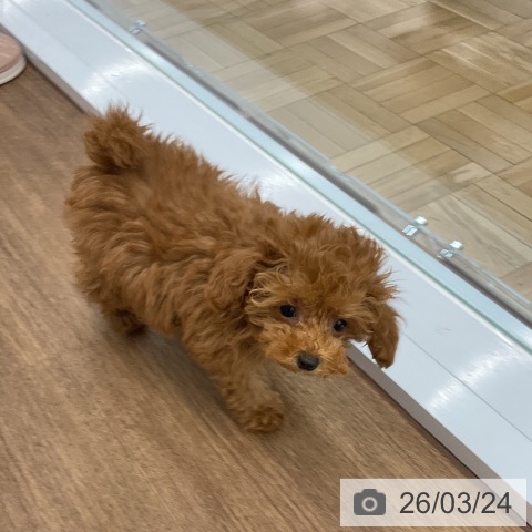 千葉県のトイプードル(トイ) (ペッツワン 千葉ニュータウン店/2025年12月20日生まれ/女の子/レッドフォーン)の子犬の4枚目の画像