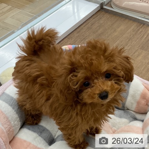 千葉県のトイプードル(トイ) (ペッツワン 千葉ニュータウン店/2025年12月20日生まれ/女の子/レッドフォーン)の子犬の3枚目の画像