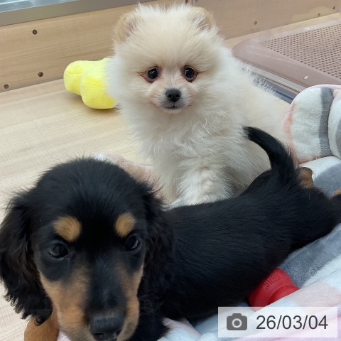 東京都のポメラニアン (ペッツワン 南砂町SUNAMO店/2025年12月30日生まれ/男の子/クリーム)の子犬の4枚目の画像