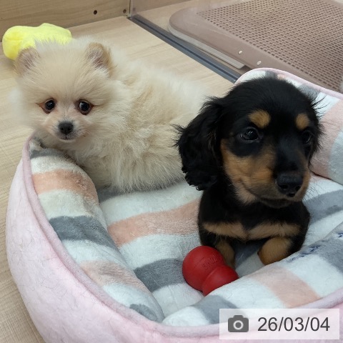 東京都のポメラニアン (ペッツワン 南砂町SUNAMO店/2025年12月30日生まれ/男の子/クリーム)の子犬の3枚目の画像