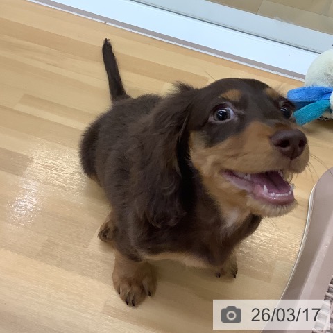 長野県のミニチュアダックスフンド(ロング) (ペットプラス 松本店/2025年12月9日生まれ/男の子/チョコレートタン)の子犬の4枚目の画像