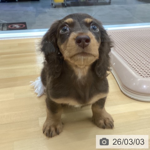 長野県のミニチュアダックスフンド(ロング) (ペットプラス 松本店/2025年12月9日生まれ/男の子/チョコレートタン)の子犬の3枚目の画像