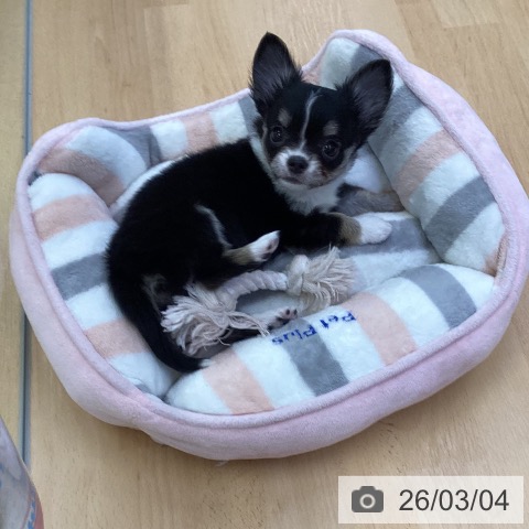 埼玉県のチワワ(ロング) (ペットプラス 羽生店/2025年12月29日生まれ/女の子/ブラックタンホワイト)の子犬の4枚目の画像