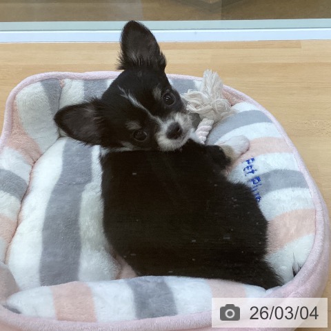 埼玉県のチワワ(ロング) (ペットプラス 羽生店/2025年12月29日生まれ/女の子/ブラックタンホワイト)の子犬の3枚目の画像