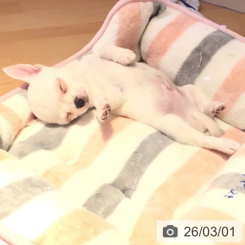 宮城県のチワワ(ロング) (ペットプラス 名取店/2025年12月29日生まれ/男の子/ホワイト)の子犬の4枚目の画像