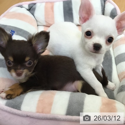 宮城県のチワワ(ロング) (ペットプラス 名取店/2025年12月29日生まれ/男の子/ホワイト)の子犬の3枚目の画像