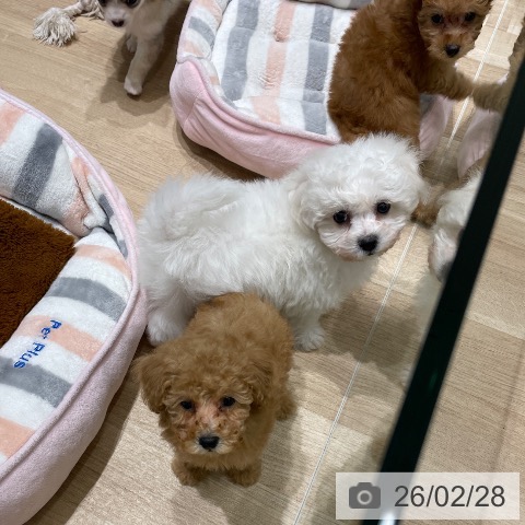 ビション・フリーゼの写真